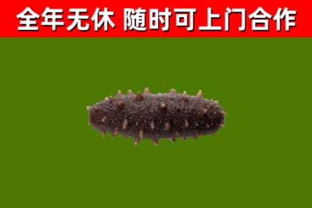 霸州回收海参干
